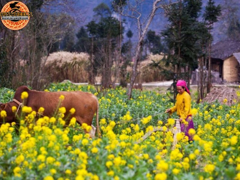ha giang by motorbike
